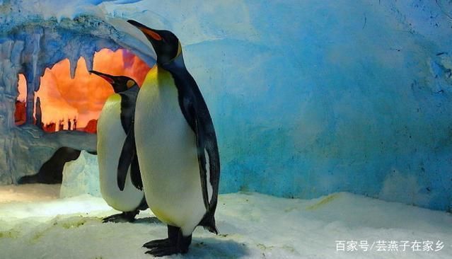 水族館店鋪里有什么動物：水族館店鋪的動物種類多樣 水族館店鋪里有什么動物：水族館店鋪的動物種類多樣 水族館百科（水族館加盟） 第4張