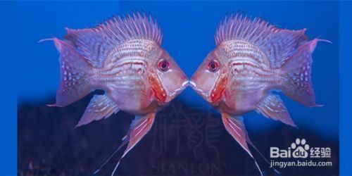 國產元寶鳳凰魚好養嗎：元寶鳳凰魚怎么養？