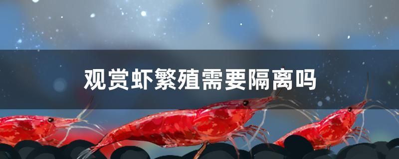 觀賞蝦繁殖需要隔離嗎