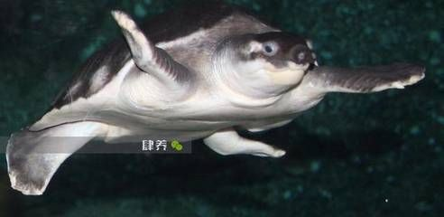 豬鼻龜可以活幾年?。贺i鼻龜一般能活多少年 豬鼻龜可以活幾年啊：豬鼻龜一般能活多少年 豬鼻龜百科 第4張
