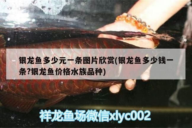 銀龍魚多少元一條圖片欣賞(銀龍魚多少錢一條?銀龍魚價格水族品種)