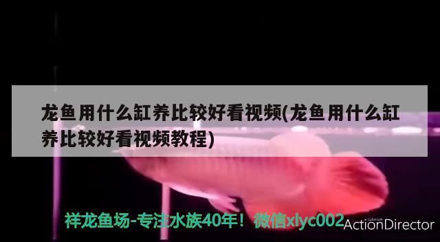 龍魚用什么缸養比較好看視頻(龍魚用什么缸養比較好看視頻教程) 龍魚用什么缸養比較好看視頻(龍魚用什么缸養比較好看視頻教程) 速倍妥魚糧魚藥