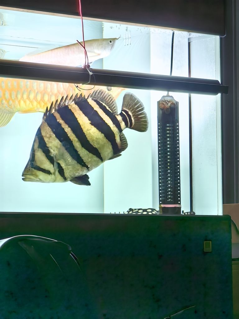 2025/3/21到 龍魚論壇 第1張 2025/3/21到 2025/3/21到 龍魚論壇 第1張