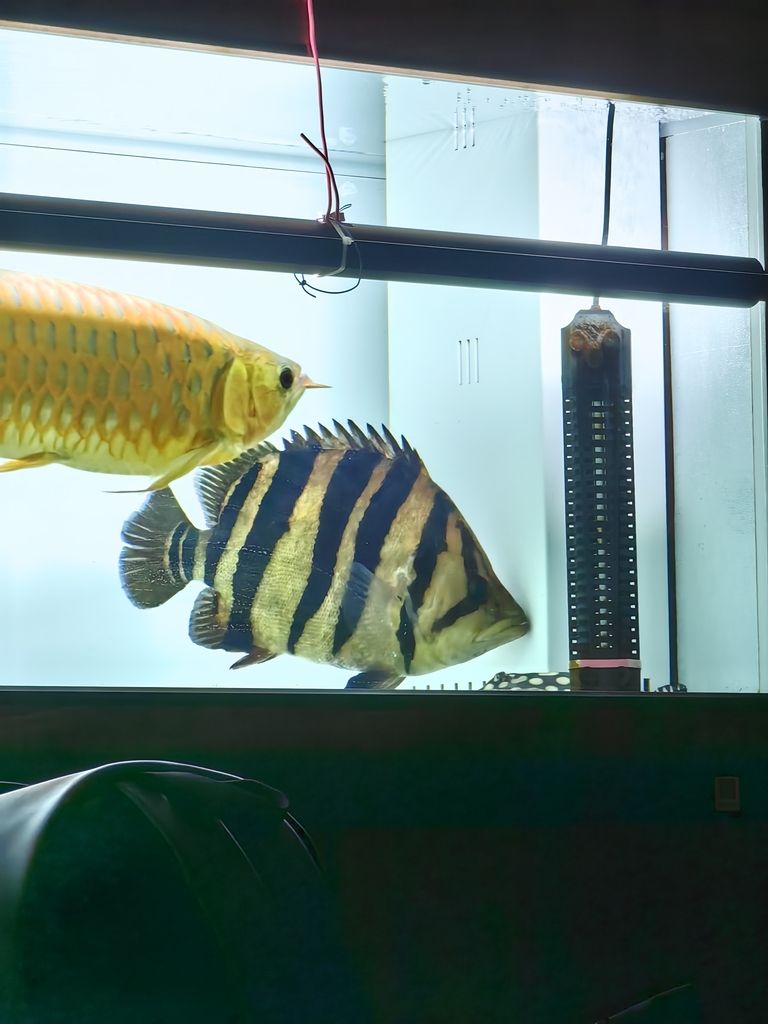 2025/3/21到 龍魚論壇 第2張 2025/3/21到 2025/3/21到 龍魚論壇 第2張