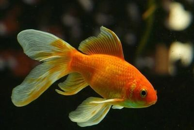 純白色觀賞魚都有哪些品種的（白色觀賞魚的種類）