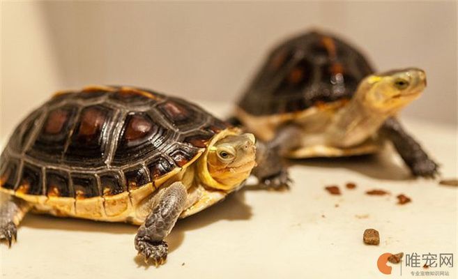 豬鼻龜養幾只比較吉利一點：家里養什么龜招財旺運？