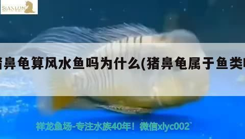 豬鼻龜養幾只比較吉利一點：家里養什么龜招財旺運？