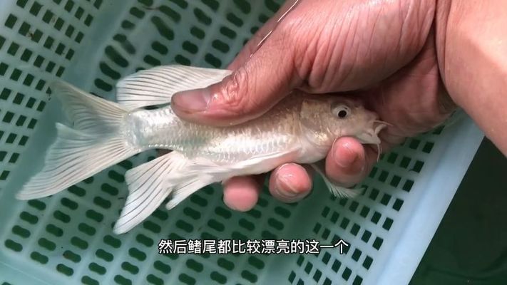 蝴蝶鯉球和短身哪個漂亮（關于蝴蝶鯉球體和短身哪個更漂亮，不同審美偏好和飼養需求的人可能有不同答案）