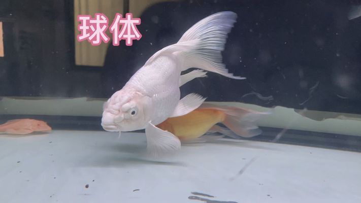 蝴蝶鯉球和短身哪個漂亮（關于蝴蝶鯉球體和短身哪個更漂亮，不同審美偏好和飼養需求的人可能有不同答案）