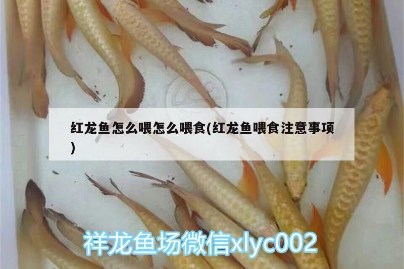 和興龍魚怎么樣龍魚之巔(北京和興龍魚有限公司) 和興紅龍 第2張 和興龍魚怎么樣龍魚之巔(北京和興龍魚有限公司) 和興龍魚怎么樣龍魚之巔(北京和興龍魚有限公司) 和興紅龍 第2張