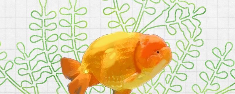 老魚匠加熱棒出現故障怎么排除e6（老魚匠加熱棒故障說明書）