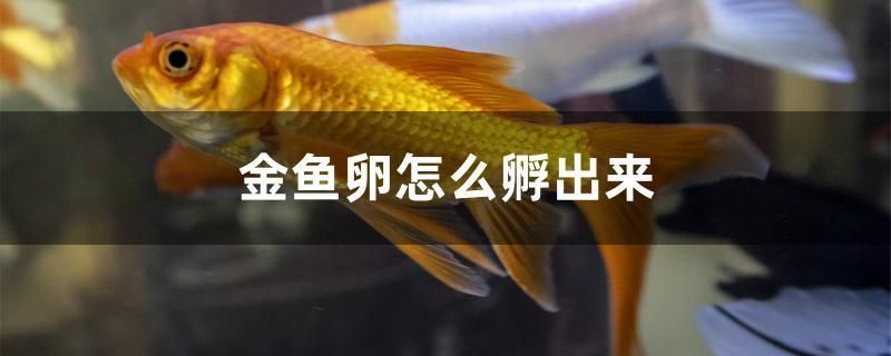 金魚卵怎么孵出來 金魚卵怎么孵出來 錦鯉魚百科