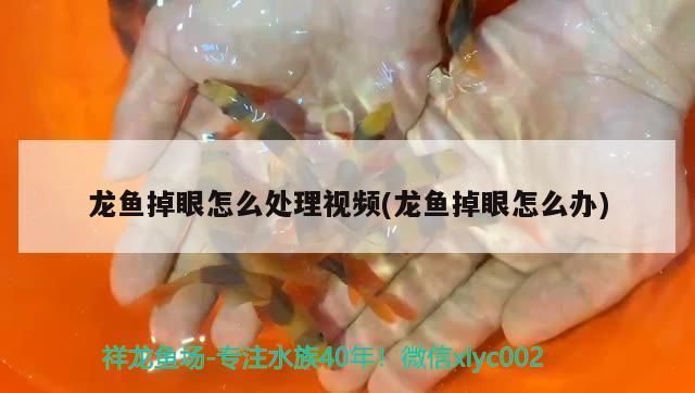 鸚鵡魚和銀龍魚混養怎樣喂食 銀川魚缸在哪買的到啊(銀川水族魚用品批發市場) 和興紅龍 銀川魚缸在哪買的到啊(銀川水族魚用品批發市場) 銀川魚缸在哪買的到啊(銀川水族魚用品批發市場) 和興紅龍