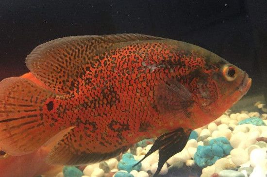 怎么挑紅龍魚好看又好養：如何挑選好看的紅龍魚，資深玩家的實用指南