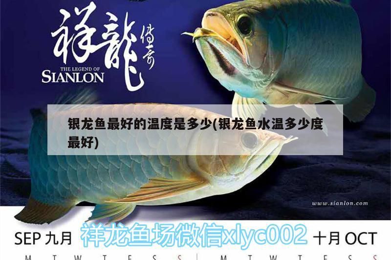 銀龍魚最好的溫度是多少(銀龍魚水溫多少度最好)