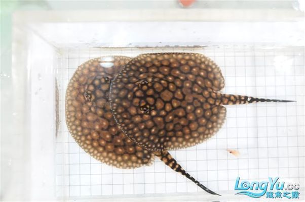 魚肖之謎，揭秘十二生肖中的最佳隱藏冠軍