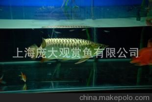 龍魚(yú)缸底鋪瓷磚好不好，龍魚(yú)缸底鋪瓷磚優(yōu)缺點(diǎn)分析