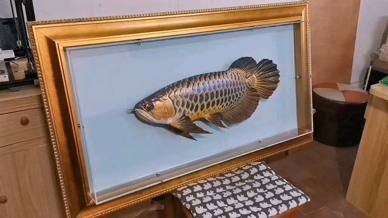 龍魚，作為觀賞魚需要的技巧和經驗，龍魚養殖龍魚需要一定的技巧和技巧和經驗，龍魚的養護