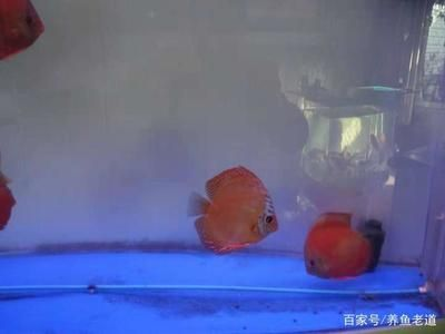 皇冠魚怎么養(yǎng)起頭（皇冠魚的飼養(yǎng)技巧包括以下幾個(gè)方面）