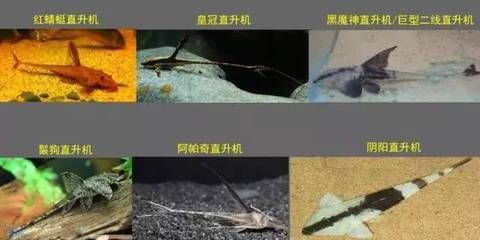 皇冠魚怎么養(yǎng)起頭（皇冠魚的飼養(yǎng)技巧包括以下幾個(gè)方面）