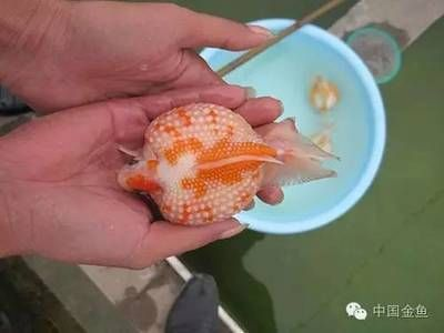 皇冠魚怎么養(yǎng)起頭（皇冠魚的飼養(yǎng)技巧包括以下幾個(gè)方面）