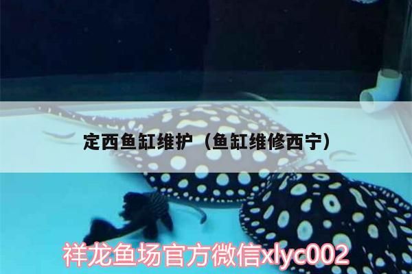 定西魚缸維護（魚缸維修西寧） 定西魚缸維護（魚缸維修西寧） 錦鯉魚百科