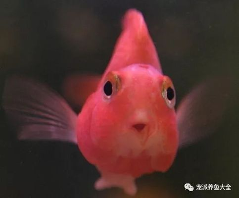 魚下缸多久沒死算成功？新手養魚的關鍵觀察期指南