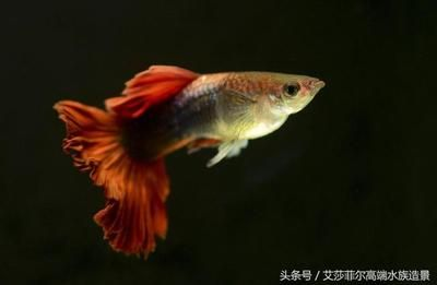 詳細(xì)閱讀:觀賞魚熱門排行榜前十名有哪些(觀賞魚熱門排行榜) 觀賞魚熱門排行榜前十名有哪些(觀賞魚熱門排行榜)