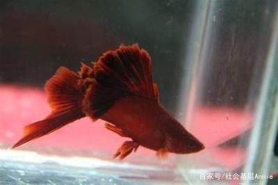 詳細(xì)閱讀:觀賞魚熱門排行榜前十名有哪些(觀賞魚熱門排行榜) 觀賞魚熱門排行榜前十名有哪些(觀賞魚熱門排行榜)