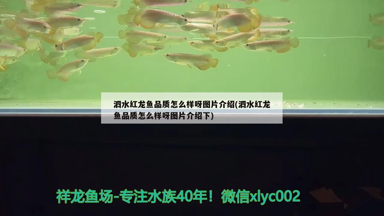 泗水紅龍魚(yú)品質(zhì)怎么樣呀圖片介紹(泗水紅龍魚(yú)品質(zhì)怎么樣呀圖片介紹下) 泗水紅龍魚(yú)品質(zhì)怎么樣呀圖片介紹(泗水紅龍魚(yú)品質(zhì)怎么樣呀圖片介紹下) 泗水龍魚(yú)