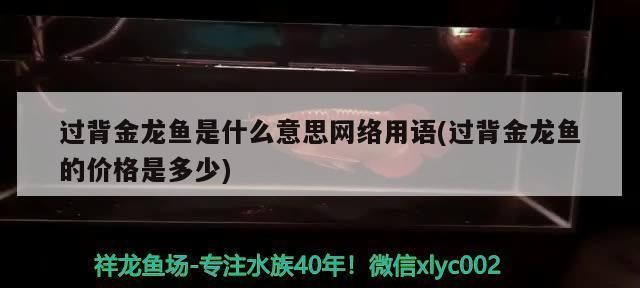 過背金龍魚是什么意思網絡用語怎么說 過背金龍魚是什么意思網絡用語怎么說 金龍魚百科 第2張