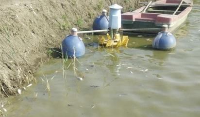 怎么讓龍魚開口吃飼料呢視頻：龍魚拒食飼料？別慌，這幾招讓它開口不難