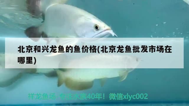 北京和興龍魚的魚價格(北京龍魚批發市場在哪里)