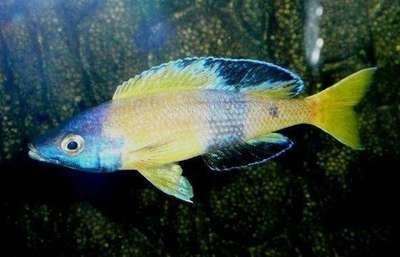 魚為什么不能養11條？揭秘風水文化與科學養魚的奧秘