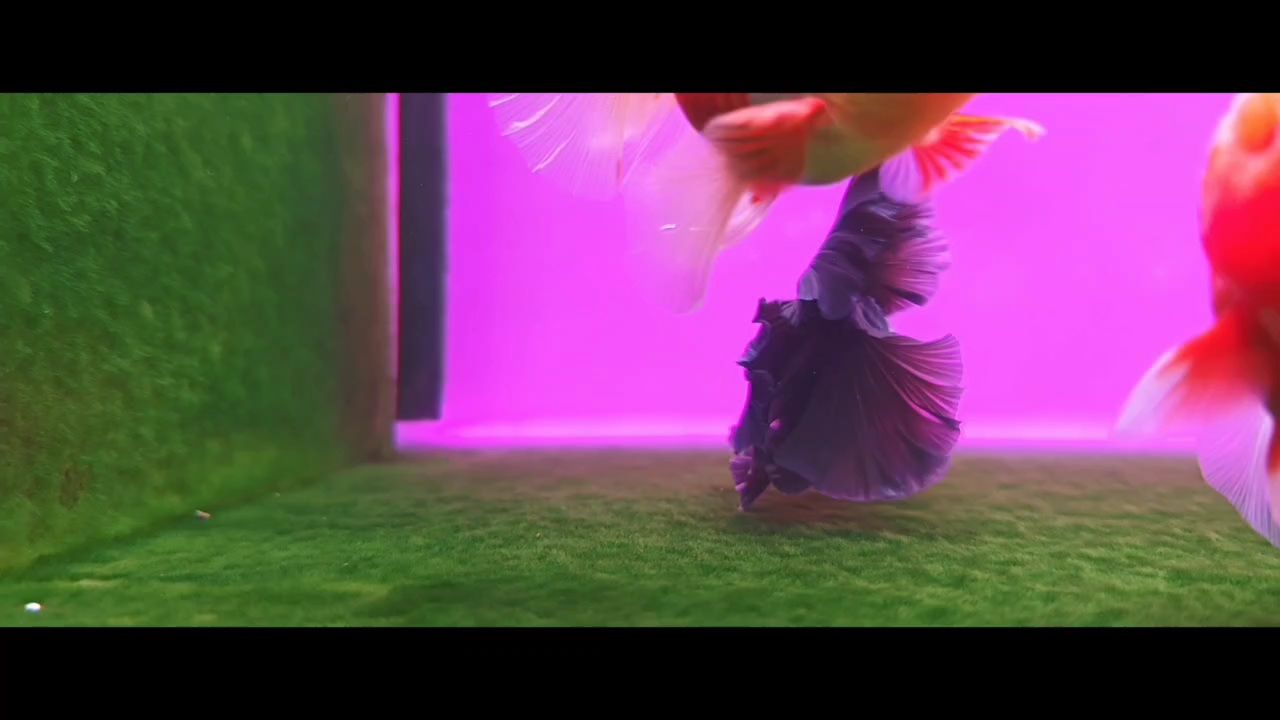 養(yǎng)魚的盡頭