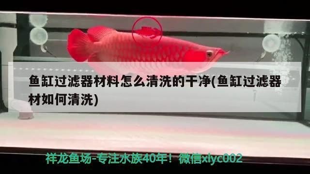 魚缸過濾器材料怎么清洗的干凈(魚缸過濾器材如何清洗)