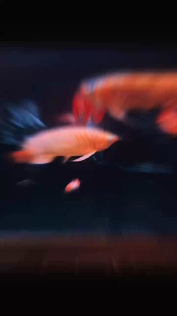 雙龍戲珠 雙龍戲珠 龍魚論壇