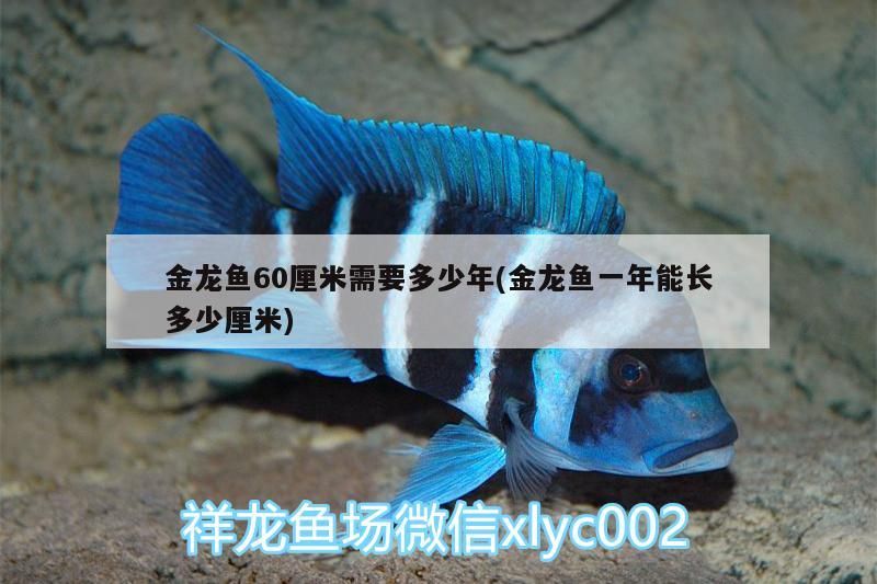 蒙陰哪里有賣魚缸的地方?。申幠睦镉匈u魚缸的地方啊多少錢）