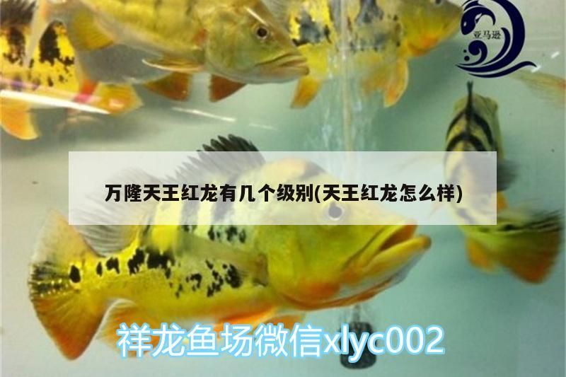 鸚鵡魚和銀龍魚混養怎樣喂食 萬隆天王紅龍有幾個級別(天王紅龍怎么樣) 天王紅龍 萬隆天王紅龍有幾個級別(天王紅龍怎么樣) 萬隆天王紅龍有幾個級別(天王紅龍怎么樣) 天王紅龍