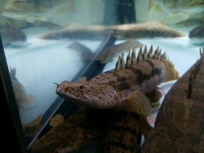 魚跳出魚缸后的存活時間差異很大，魚跳出魚缸后的存活時間取決于多種因素 魚跳出魚缸后的存活時間差異很大，魚跳出魚缸后的存活時間取決于多種因素 龍魚百科 第2張