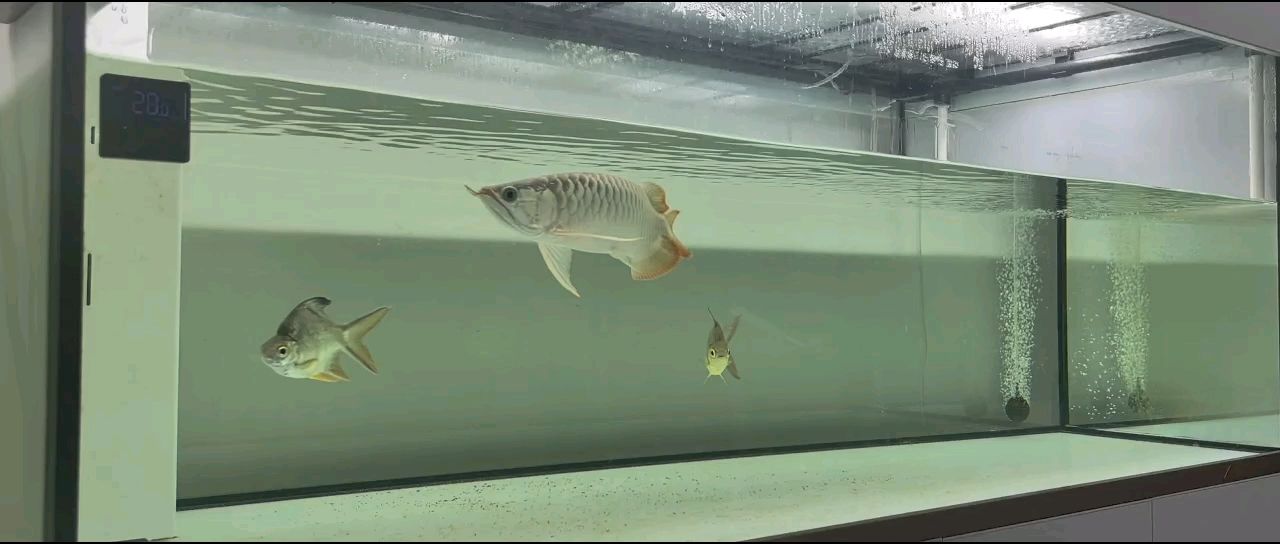 泗水成長記，3月份 泗水成長記，3月份 龍魚論壇