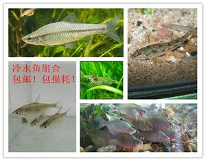 北方有什么原生觀賞魚品種（北方地區(qū)的原生觀賞魚品種和原生觀賞魚的定義和種類）
