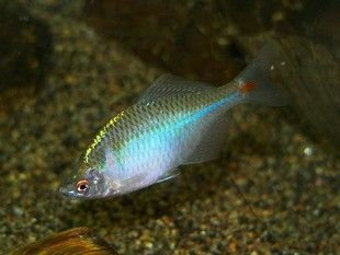 北方有什么原生觀賞魚品種（北方地區(qū)的原生觀賞魚品種和原生觀賞魚的定義和種類）