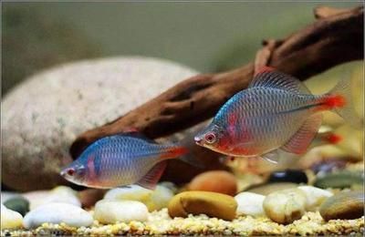 北方有什么原生觀賞魚品種(北方地區(qū)的原生觀賞魚品種和原生觀賞魚的定義和種類) 新加坡三巴旺 第4張 北方有什么原生觀賞魚品種(北方地區(qū)的原生觀賞魚品種和原生觀賞魚的定義和種類) 北方有什么原生觀賞魚品種(北方地區(qū)的原生觀賞魚品種和原生觀賞魚的定義和種類) 新加坡三巴旺 第4張