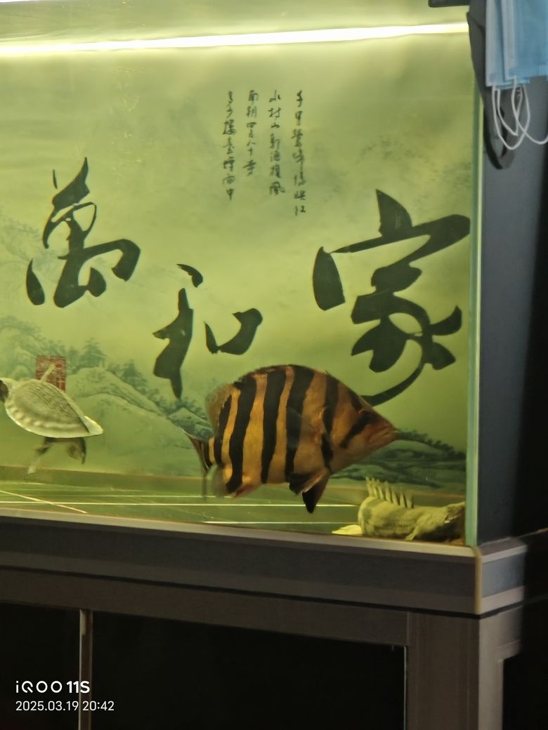 這條虎魚怎么樣，說下優缺點。