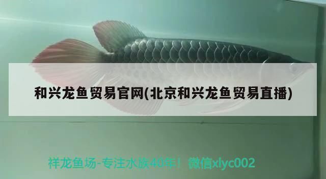 和興龍魚貿易官網(北京和興龍魚貿易直播)