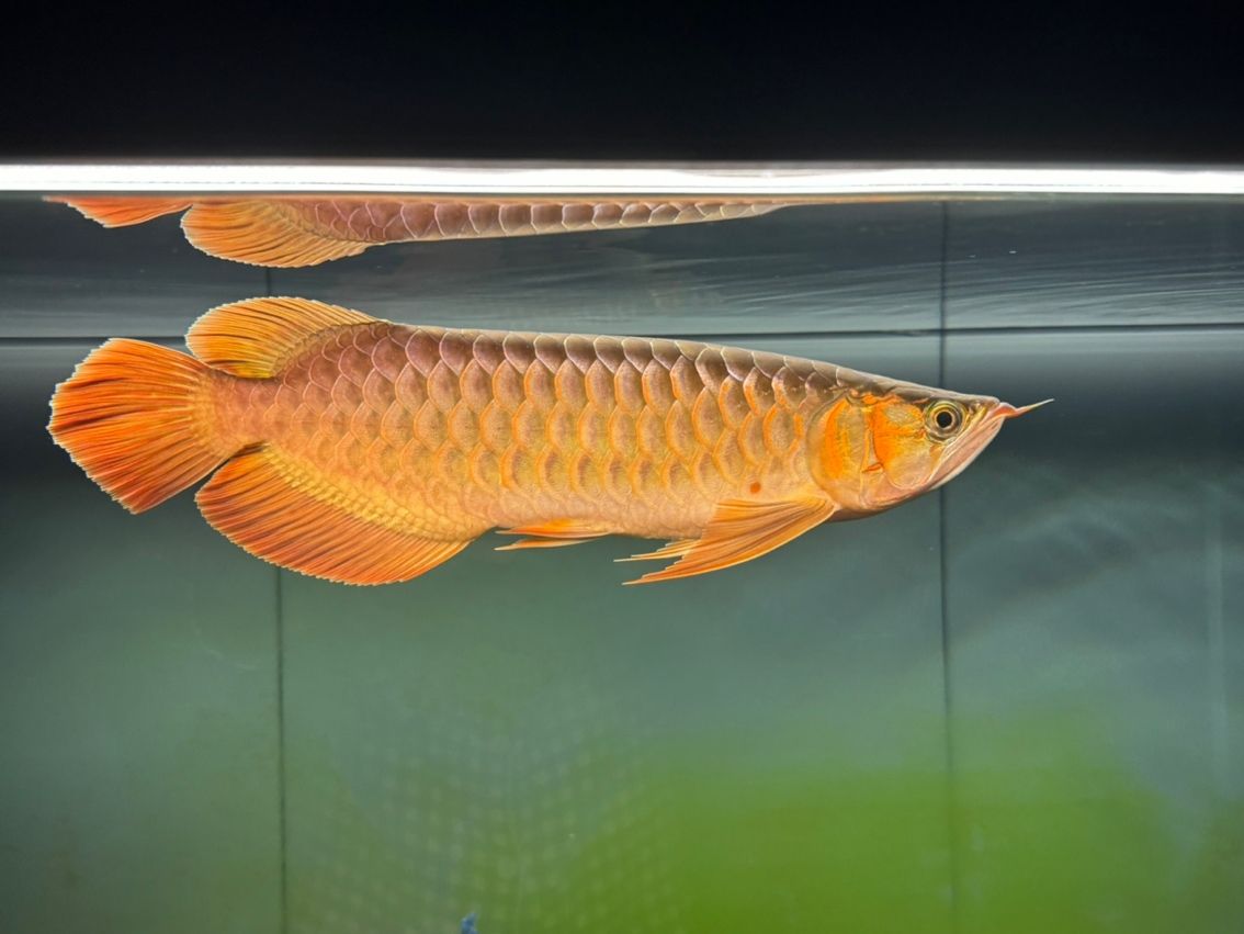 8個月，41cm