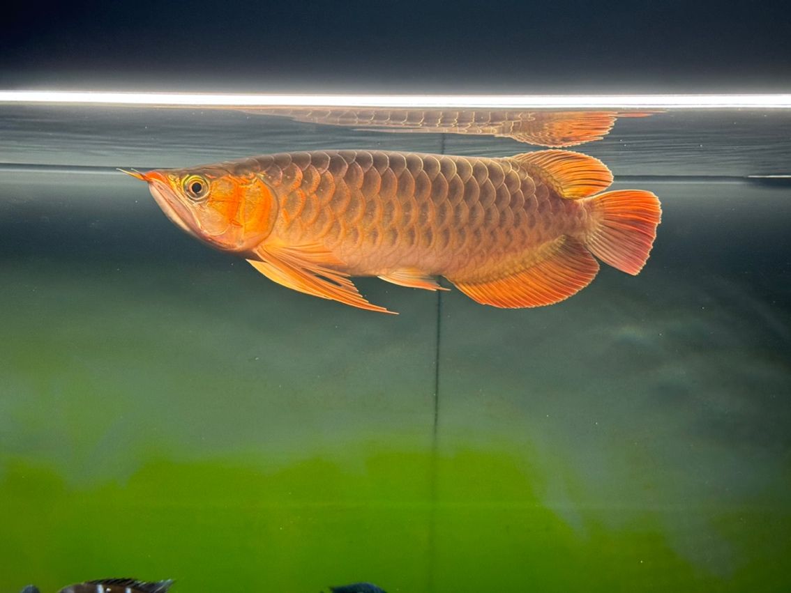 8個月，41cm