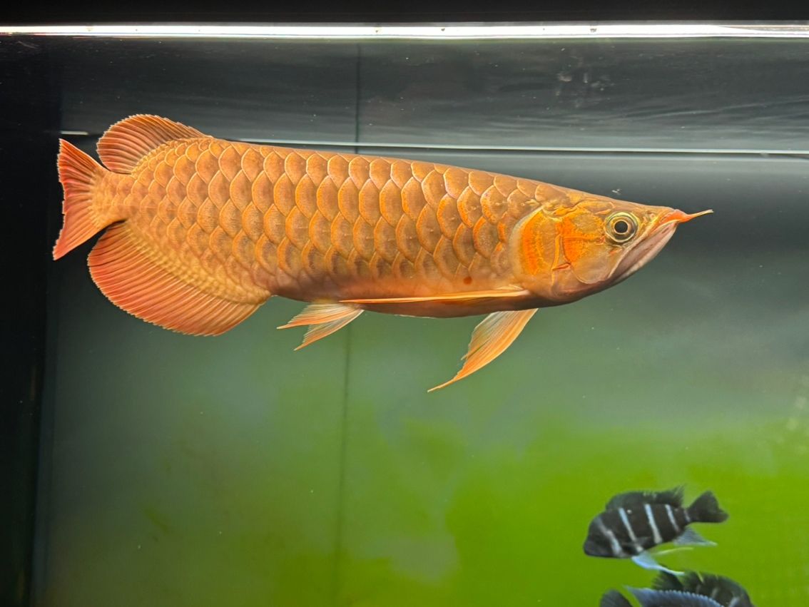 8個月，41cm