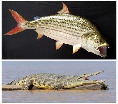 魚圖100張圖片大全，探索海洋世界的美麗與多樣性